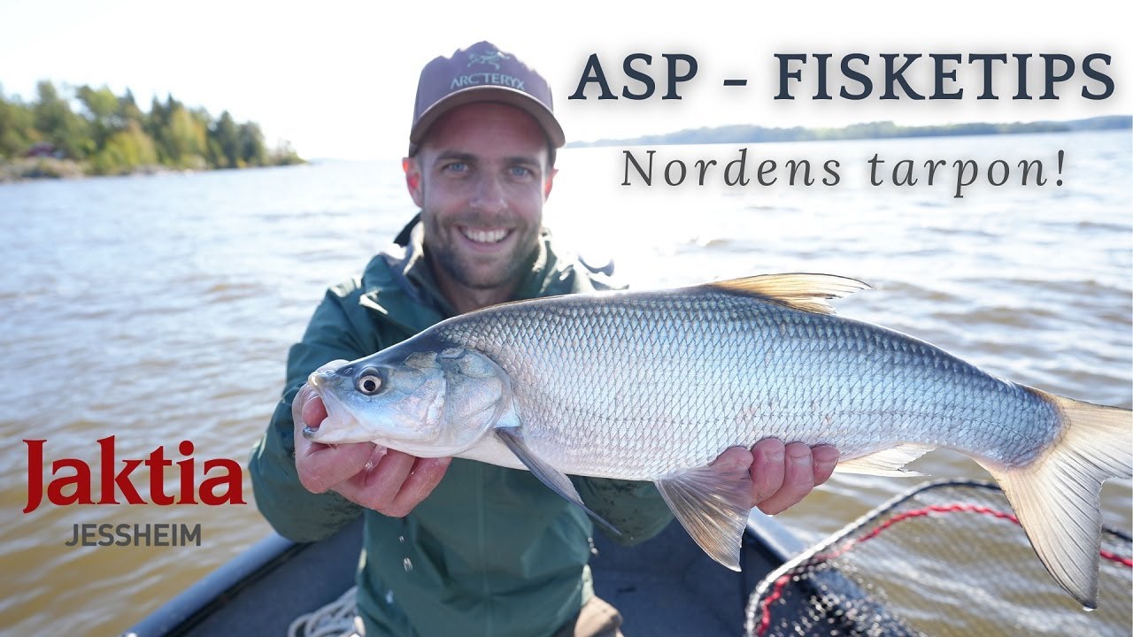 Asp - Nordens tarpon! Fiske med active target.