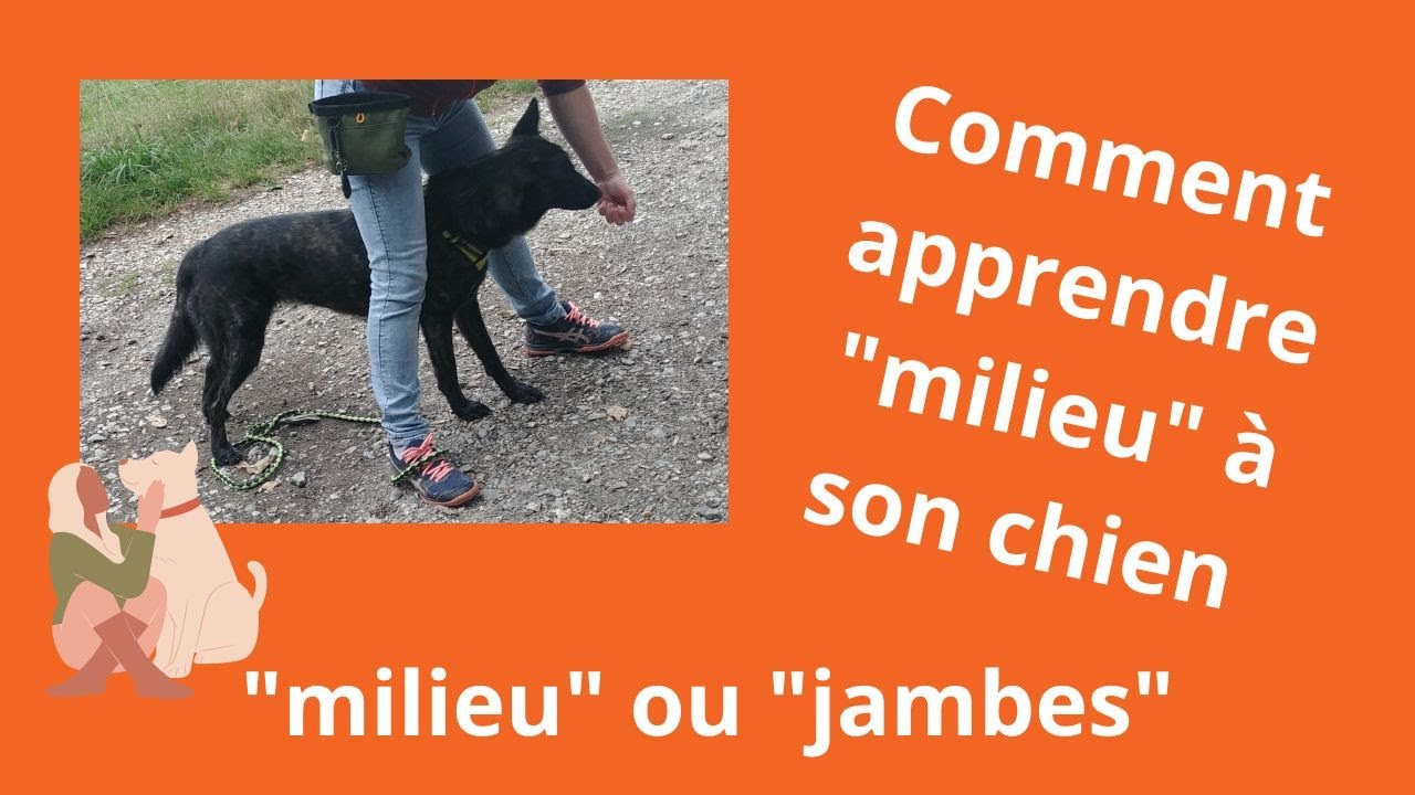 Apprendre le milieu à son chien | trick | dog dancing