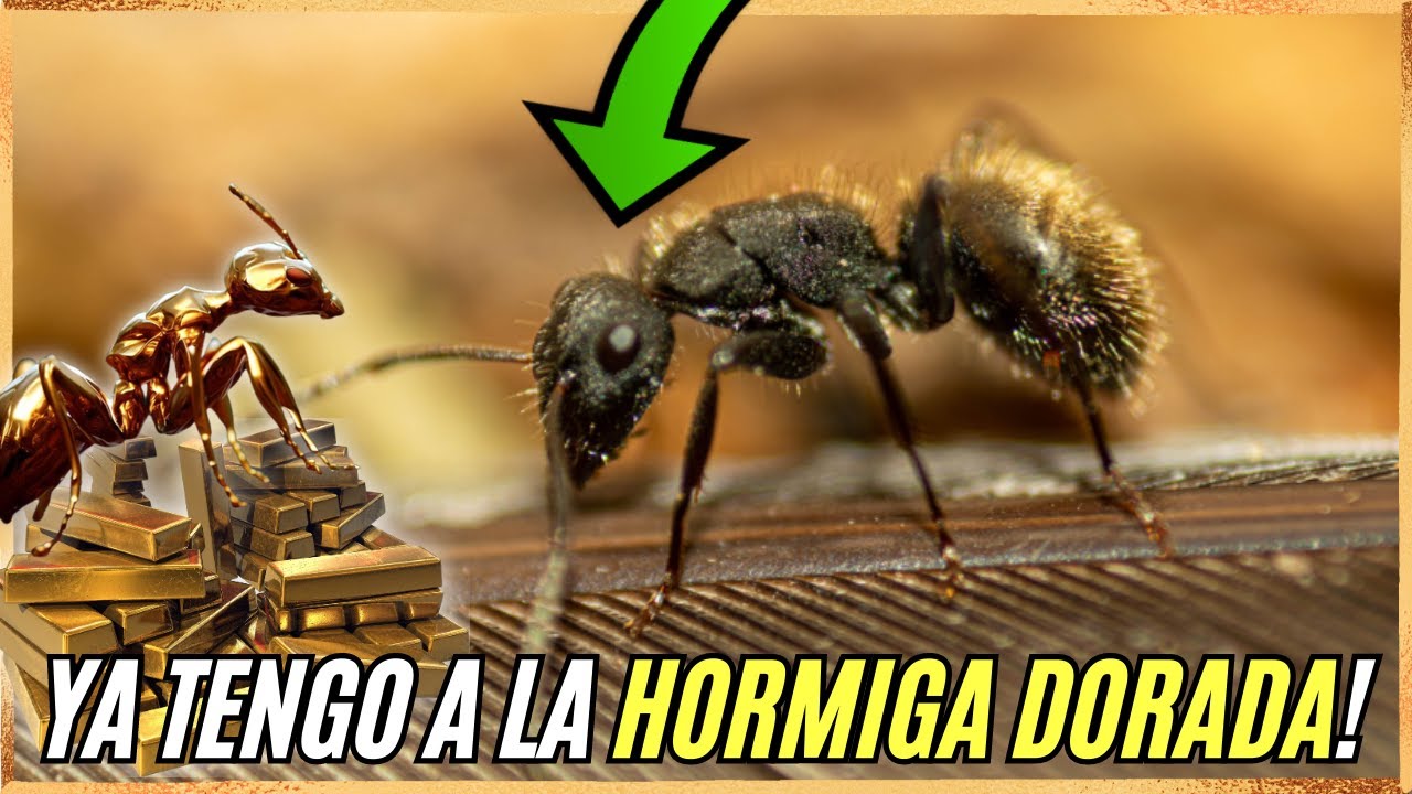CAMPONOTUS MUS la HORMIGA de ORO