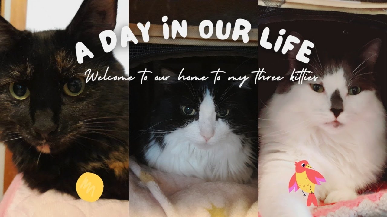 My adorable furry cats in a cozy home making food for my girls Hopa Mini and Abby 🐱 ♥#catlife #cat