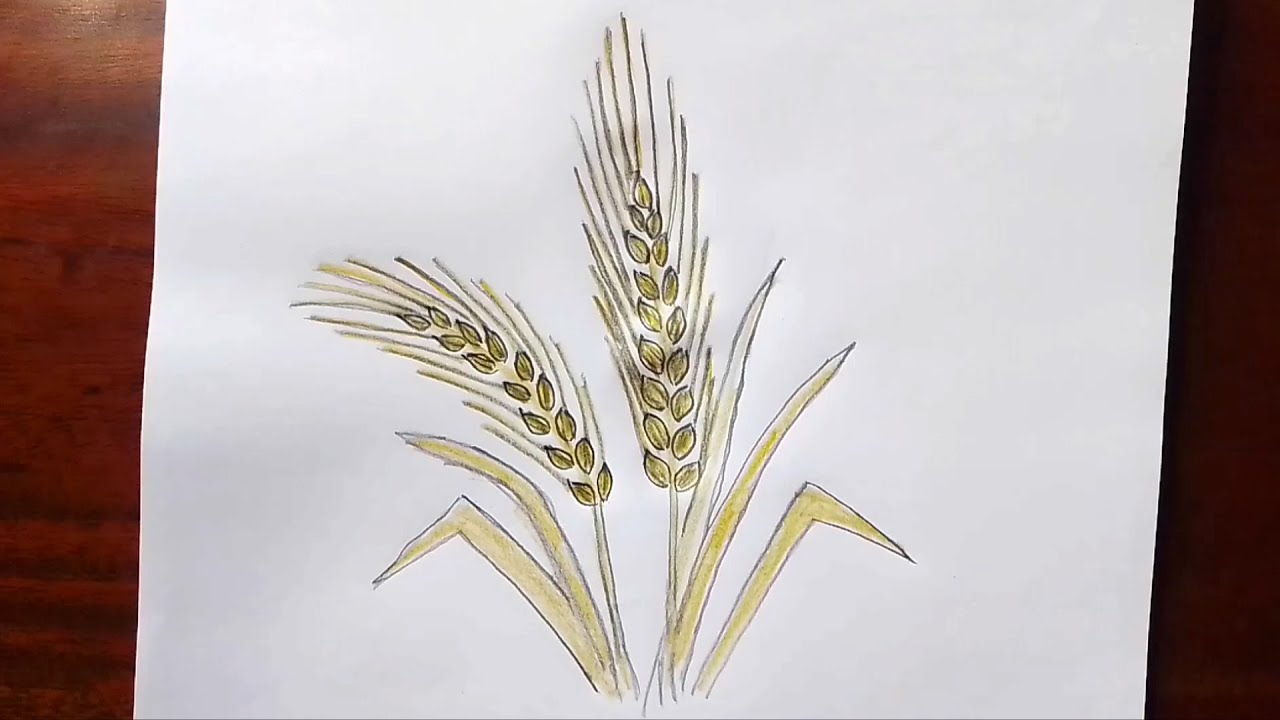 How to draw Wheat easily step by step for beginners