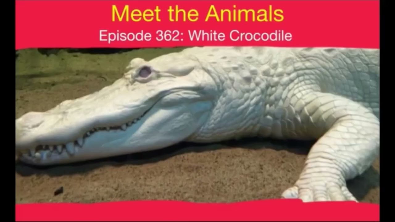 Meet the Animals 301-400