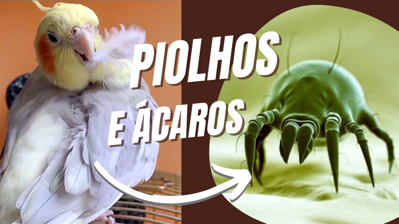 CALOPSITAS: PIOLHOS E ÁCAROS - NOVO!