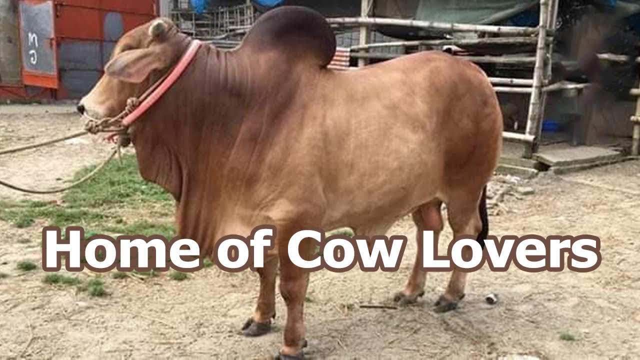 Home of Cow Lovers | Khamar Bari Agro | Cow Farm in Bangladesh