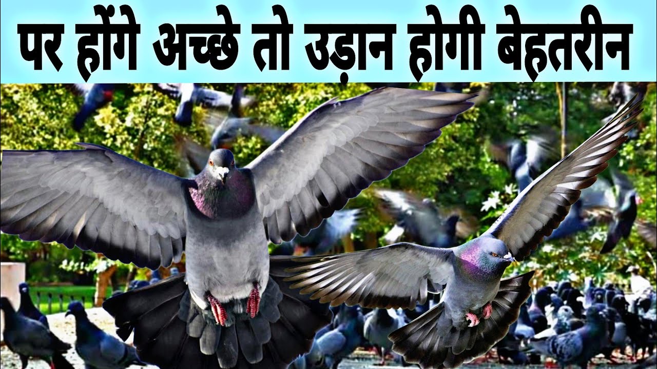 पर खींचने से पहले क्या करें जिससे पर बेहतरीन आएं 