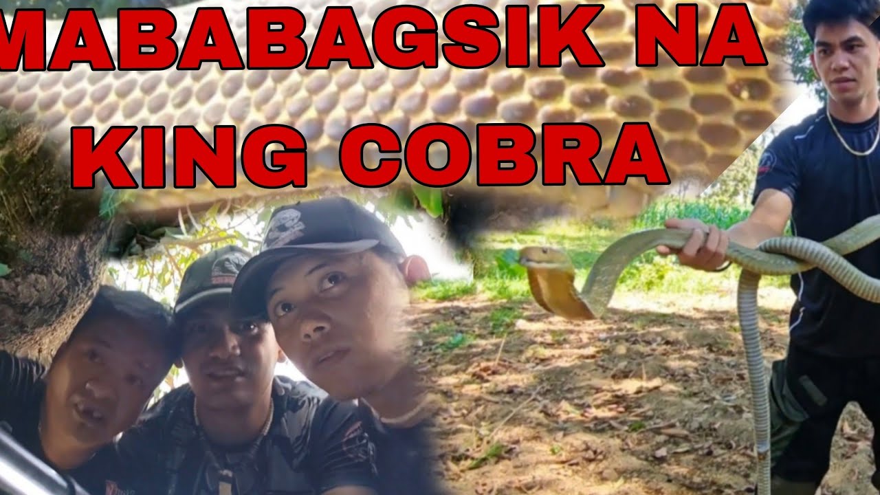 COBRA PRINCE VS MABABAGSIK NA BANAKON FULL VIDEO