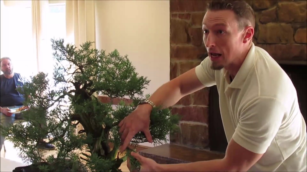 Adam Jones Advises on Pruning & Bonsai Development