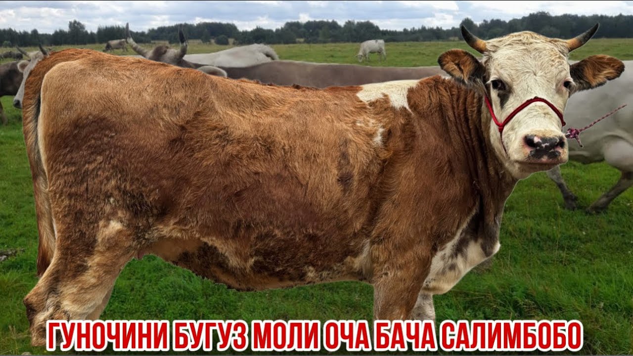 Оча бача сиех ало гуночин Сементал 9 декабря 2025 г.
