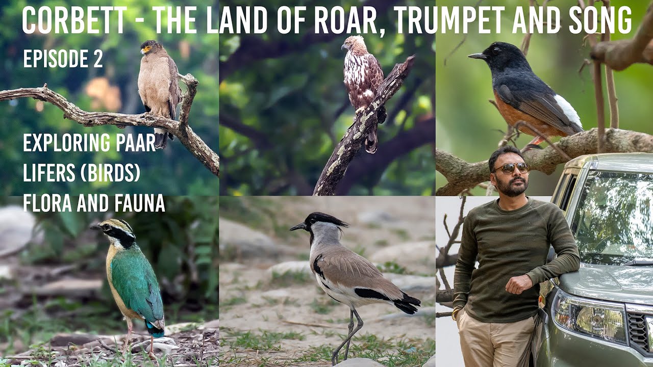 Went to #jimcorbett and did not see anything? | Is #safari mein dekhein real #jungle  | Episode 2