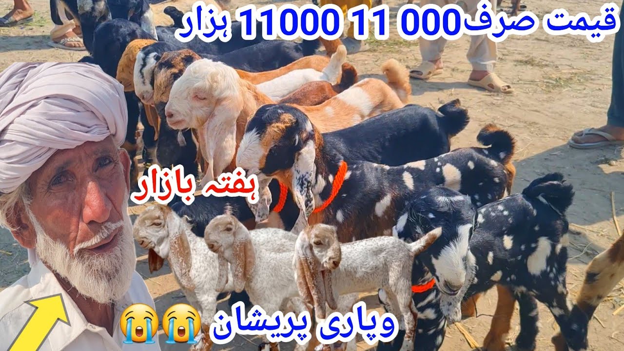 7 March 2026😭😭علی گوٹ فارم وپاری پریشان قیمہ صرف 11 11 ہزار 