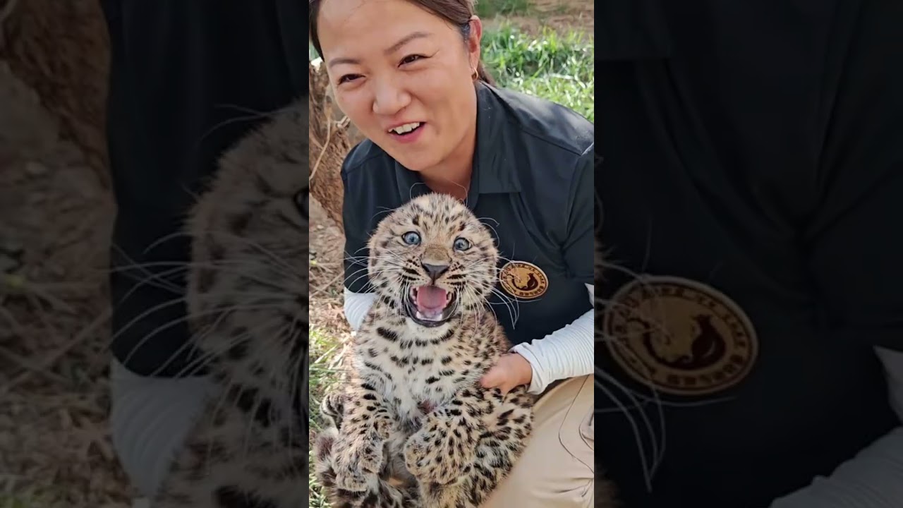 🐆 WOW!!!, this little leopard cub is absolutely fierce!!!😂😂 #adorable #zoo #leopard  #leopardcub