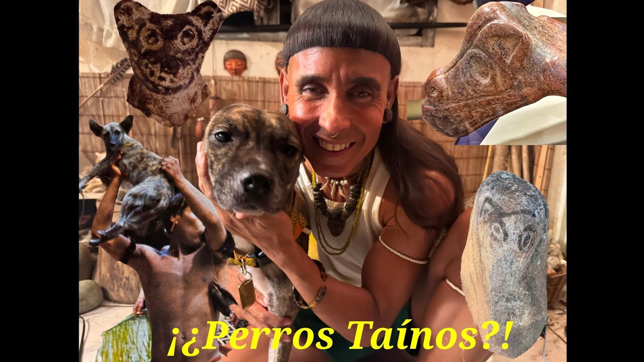 🐕♥️¡¿Perros Taínos?! ¡Los perros Ancestrales Caribeños! Primera parte