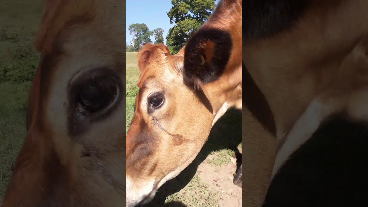 Cows join the picnic
