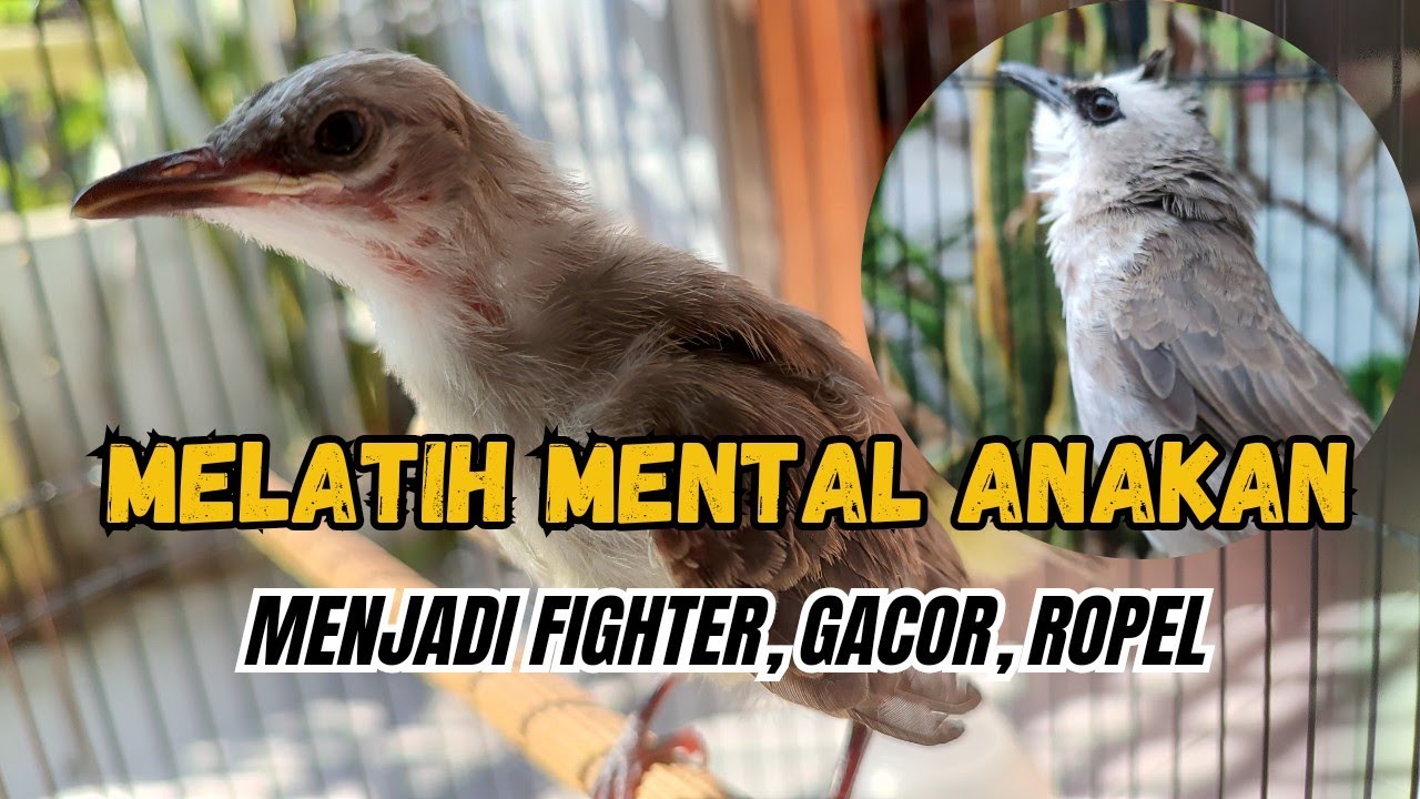 CARA MELATIH ANAKAN TRUCUK AGAR MEMILIKI MENTAL YANG BAGUS, GACOR, DAN ROPEL