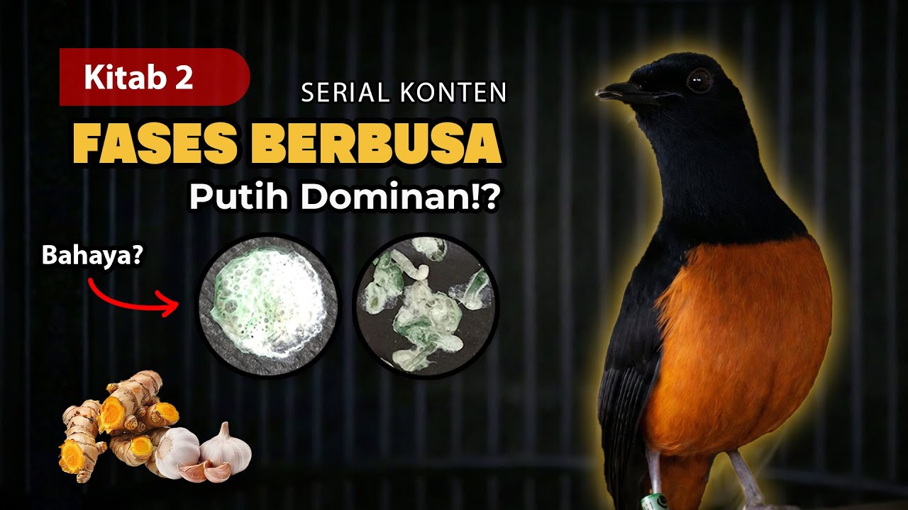 Fases Berbusa, Putih Numpuk: Cara Tenangkan Pencernaan Murai Batu dengan Herbal