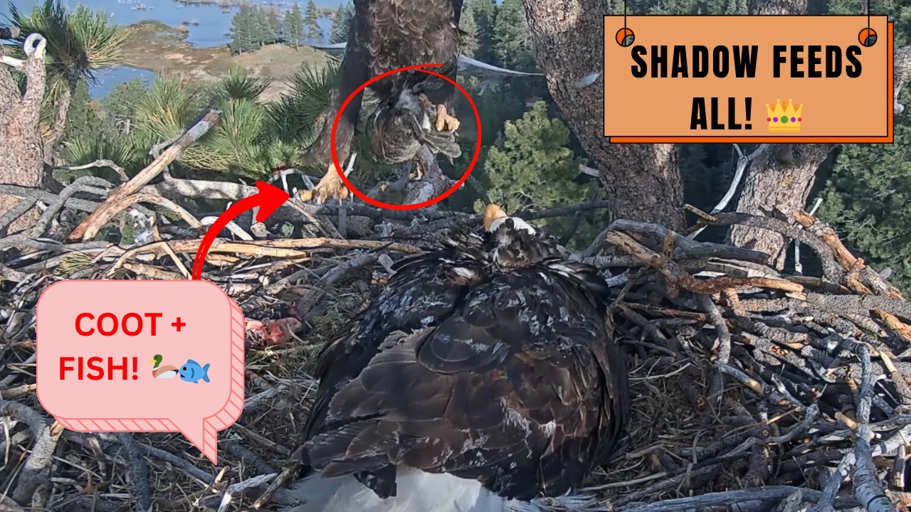 ROYAL FAMILY FEAST! 🦆🐟 Shadow Provides for Jackie & Both Eaglets! | Big Bear Eagles 2026
