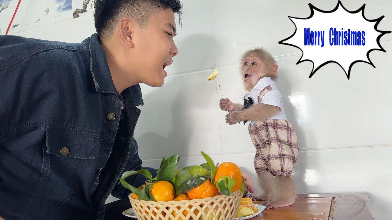 Monkey SinSin Feeling Happy With Dad On Christmas Day