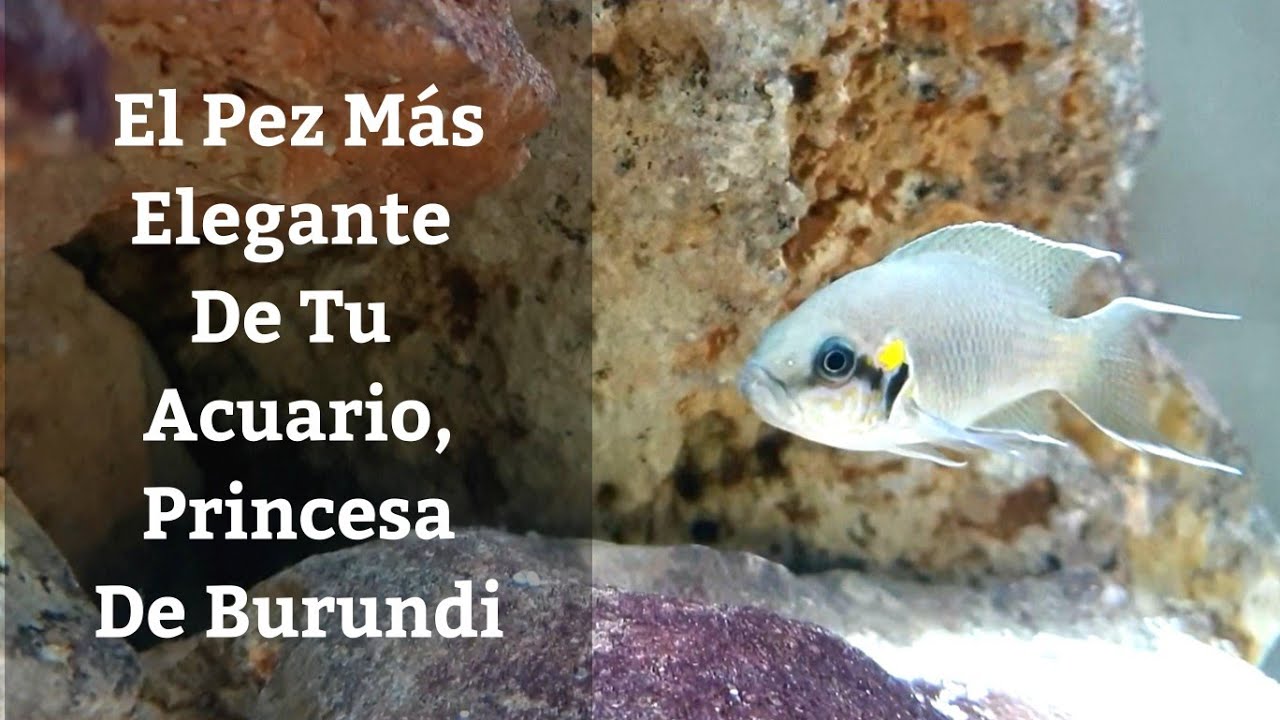 🔵 Ciclido Neolamprologus Brichardi,Princesa De Burundi,El Pez Más Bonito De Tu Acuario (Acuarios MB)