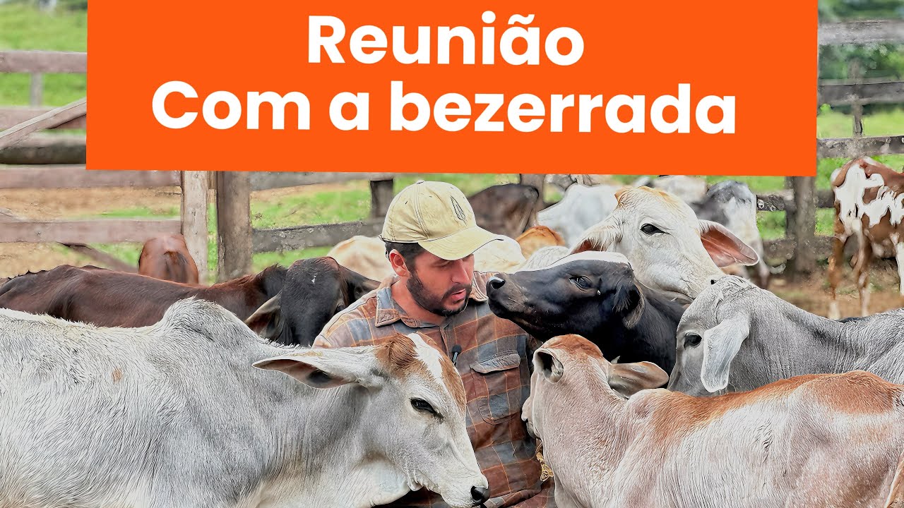 Fazendo assim você terá vacas e bezerros mansos