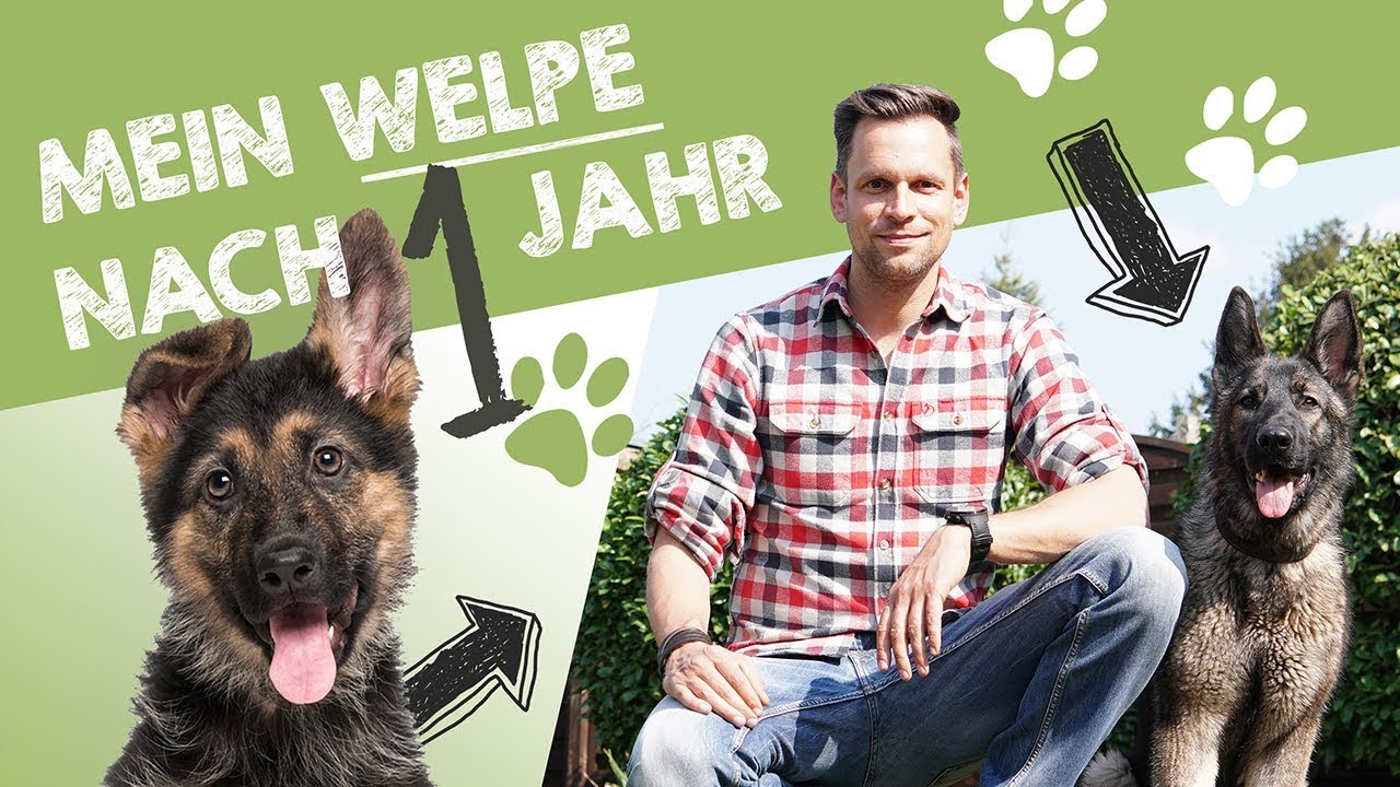 Mein Deutscher Schäferhund Welpe Nora nach 1 Jahr | Entwicklung, Charakter & Training