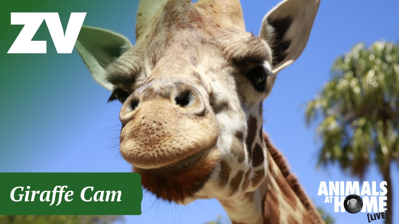 Giraffe Cam