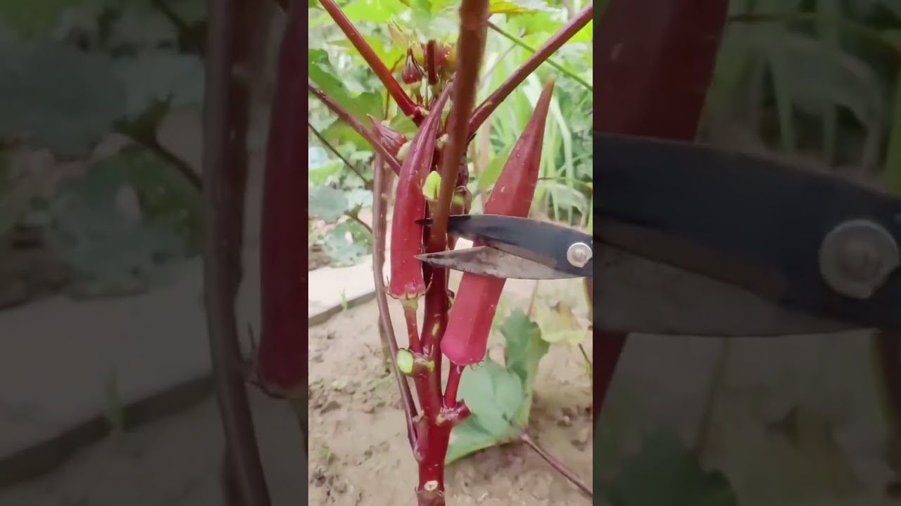 Okra looks quite tender, and even eating it makes you feel stuck 
