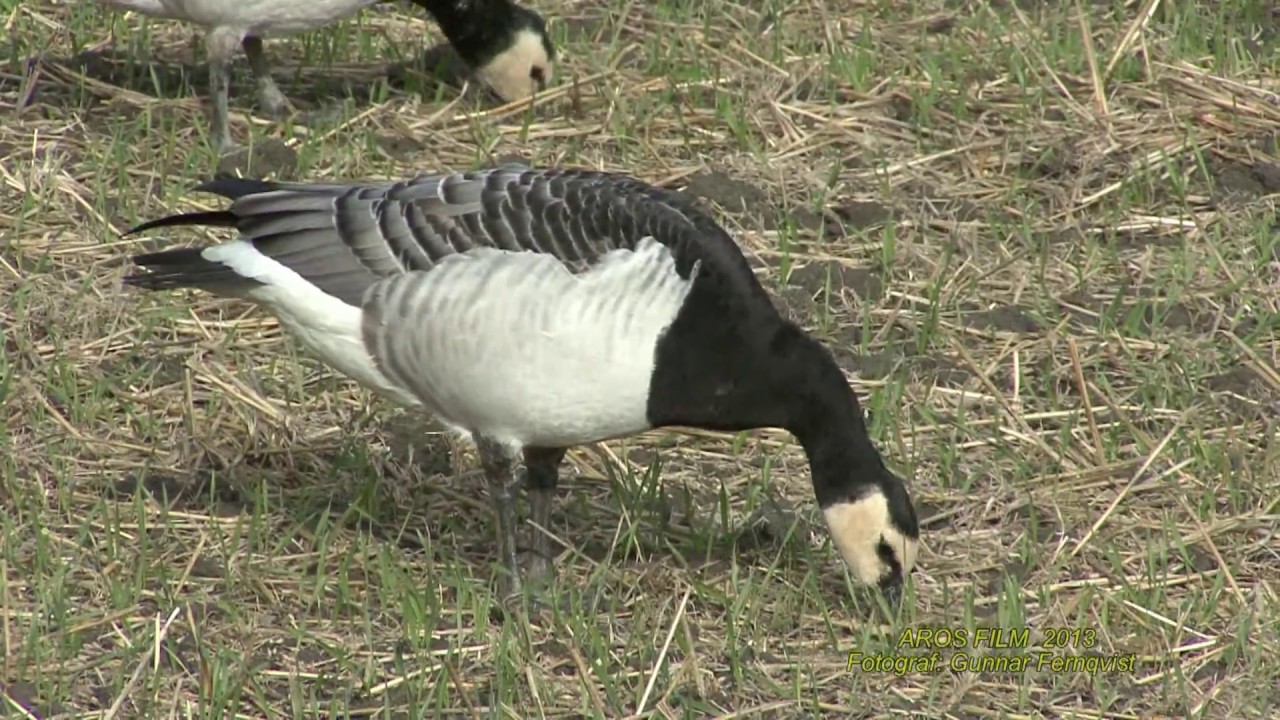 VITKINDAD GÅS  Barnacle Goose  (Branta leucopsis)  Klipp - 2183