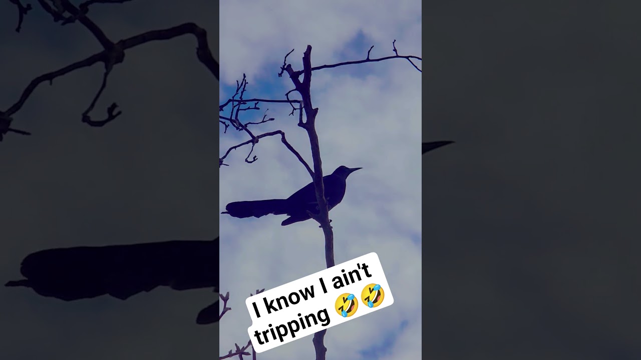 Do y'all hear that🤣🤣 #ascension #nature #birds #healing #shorts #universe #healing #awakening