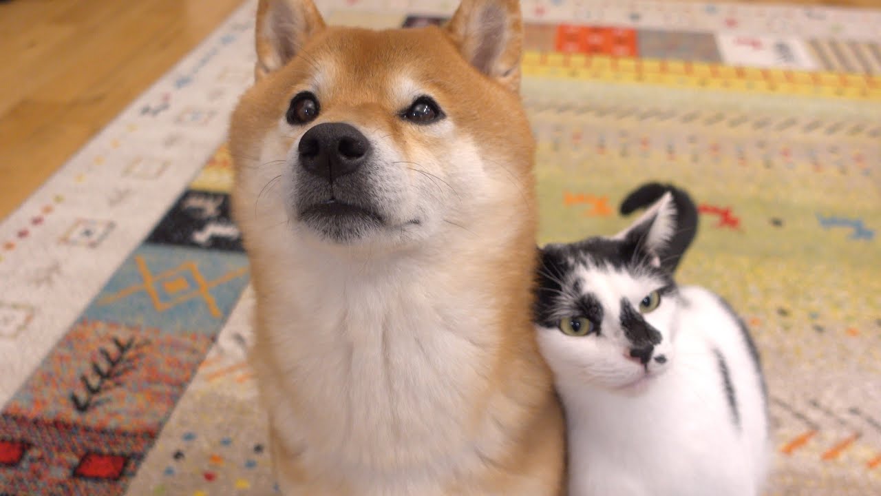 柴犬が雪遊びで忙しいと我が家の猫、こうなる。