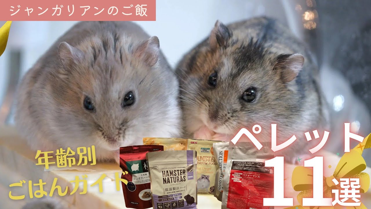 【ペレット11選】ジャンガリアンの年齢別ご飯ガイド～ジャンガリアンハムスター