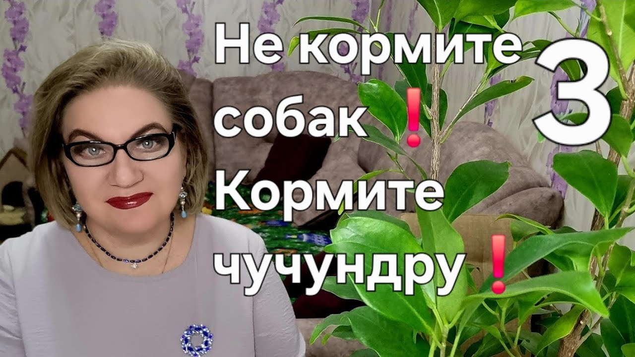 Не кормите собак❗️Кормите чучундру❗️