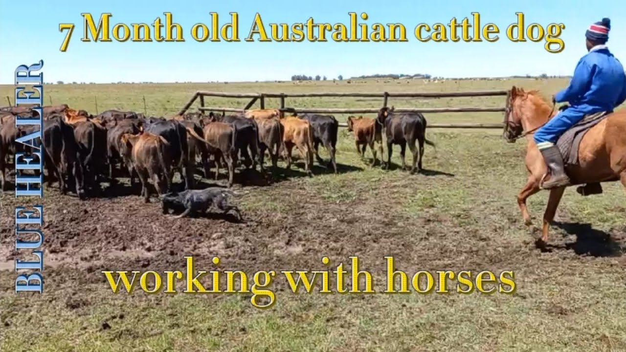 Australian cattle dog working cattle with horses || Blue heeler working