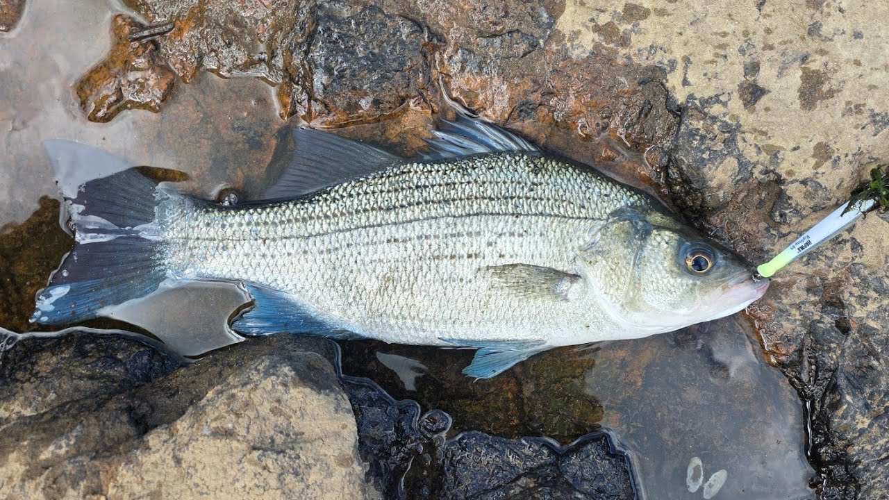 Fishing for bass at the Savannah River Rapids