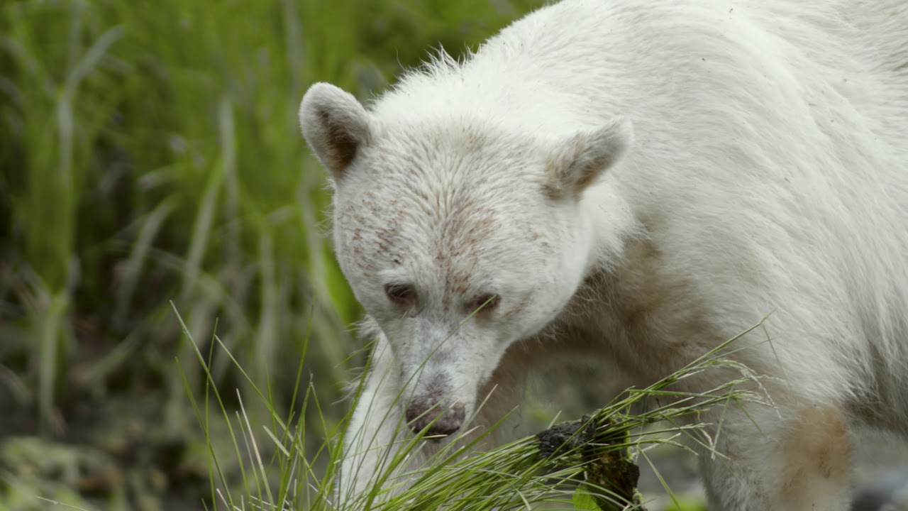 Spirit Bear Lodge in BC's Great Bear Rainforest