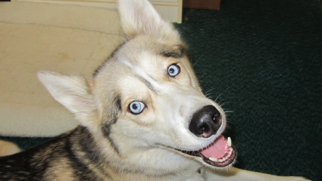What do you feed your Husky? How do you feed your Dog? Fan Friday #21