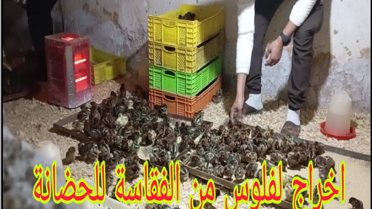 سلام وعليكم الاخوان ليبغي يعرف كيفاش تعامل مع الفلوس من الفقاسة الحضانة الفيديو كامل لهاتف0700750056