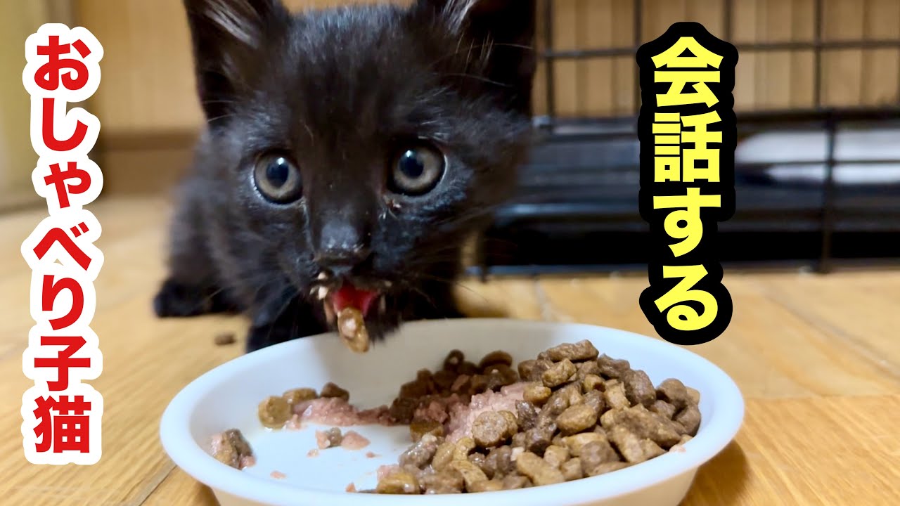 おしゃべり子猫の会話が成立する！（たぶん）