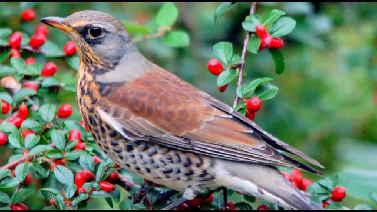 Nature Sounds Birdsong Fieldfare Thrush