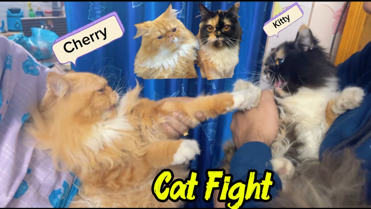  Cherry meet with Kitty for the first time😻Two cute cat but why they are fighting😿😿!! 