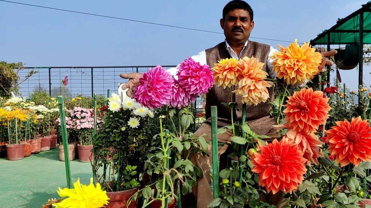 डहेलिया में इतने फूल आएंगे मोहल्ले वाले भी चौंक जाएंगे