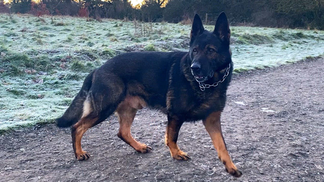 My working line german shepherd dog, Capo Vonaction big dark sable male