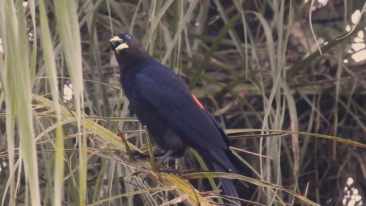 Nature Shows: Red-rumped Cacique Vocalizing (Cacicus haemorrhous) Guaxe, Nest in the shape of a bag.