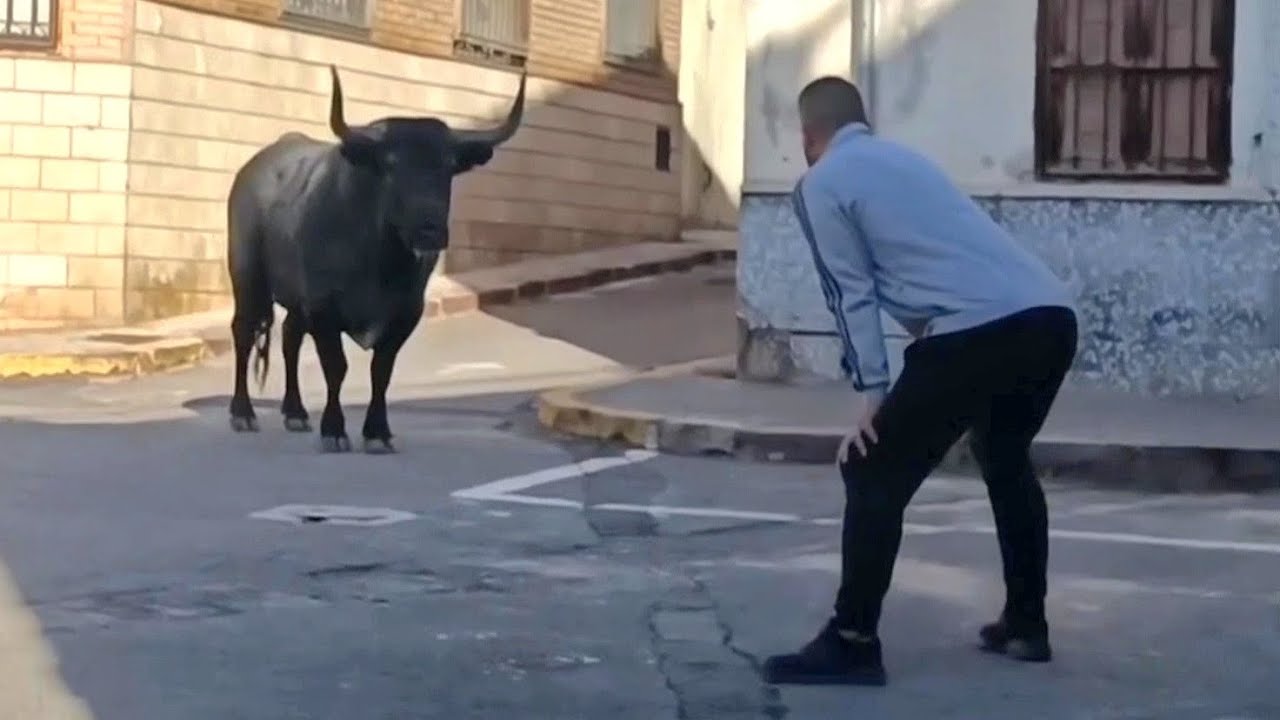 Increíble! Este hombre no se mueve ni un milímetro frente a un toro bravo