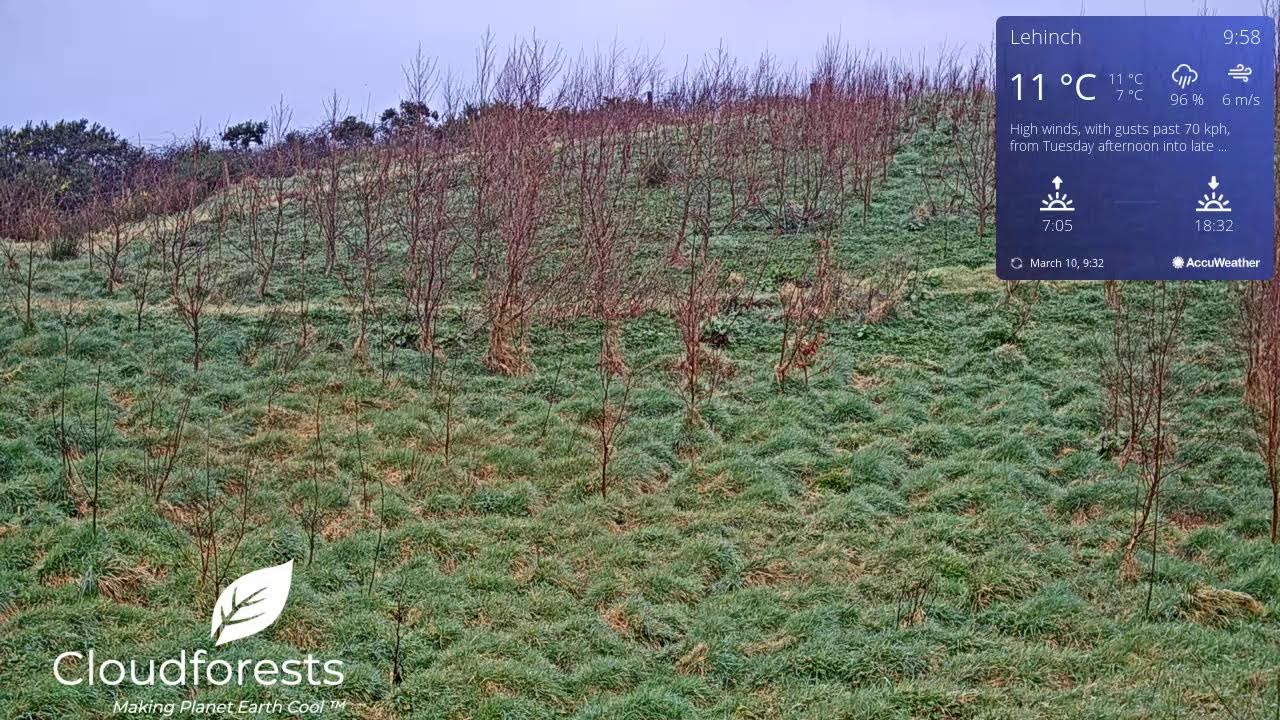 Native Woodland Gift Tree Grove From Cloudforest One Lahinch