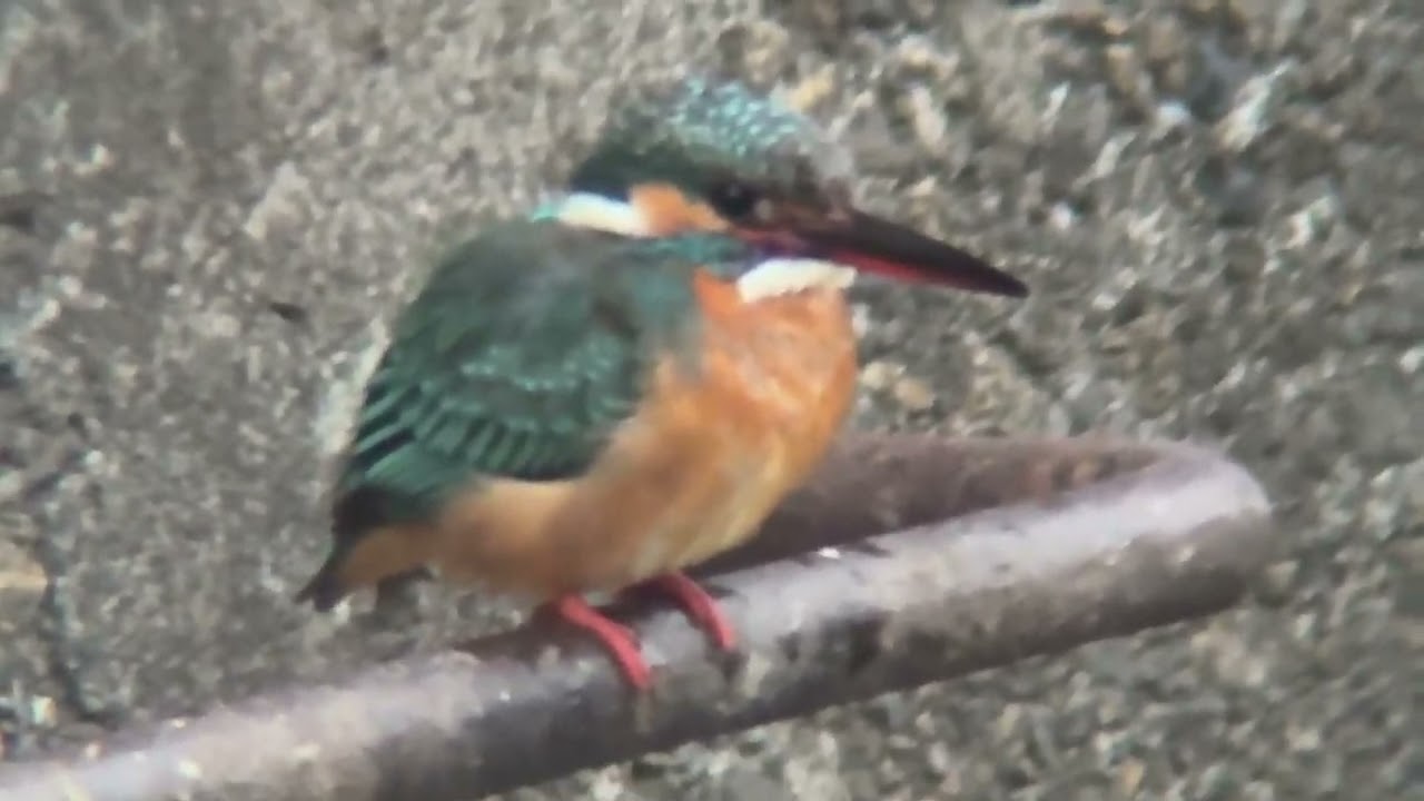 善福寺川　カワセミ