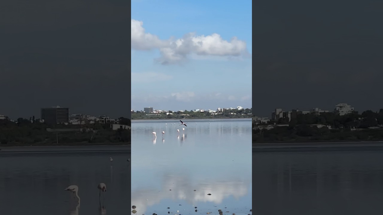 Фламинго прилетели соленое озеро Ларнака | Flamingo salt lake Larnaka #cyprus #relax #mood