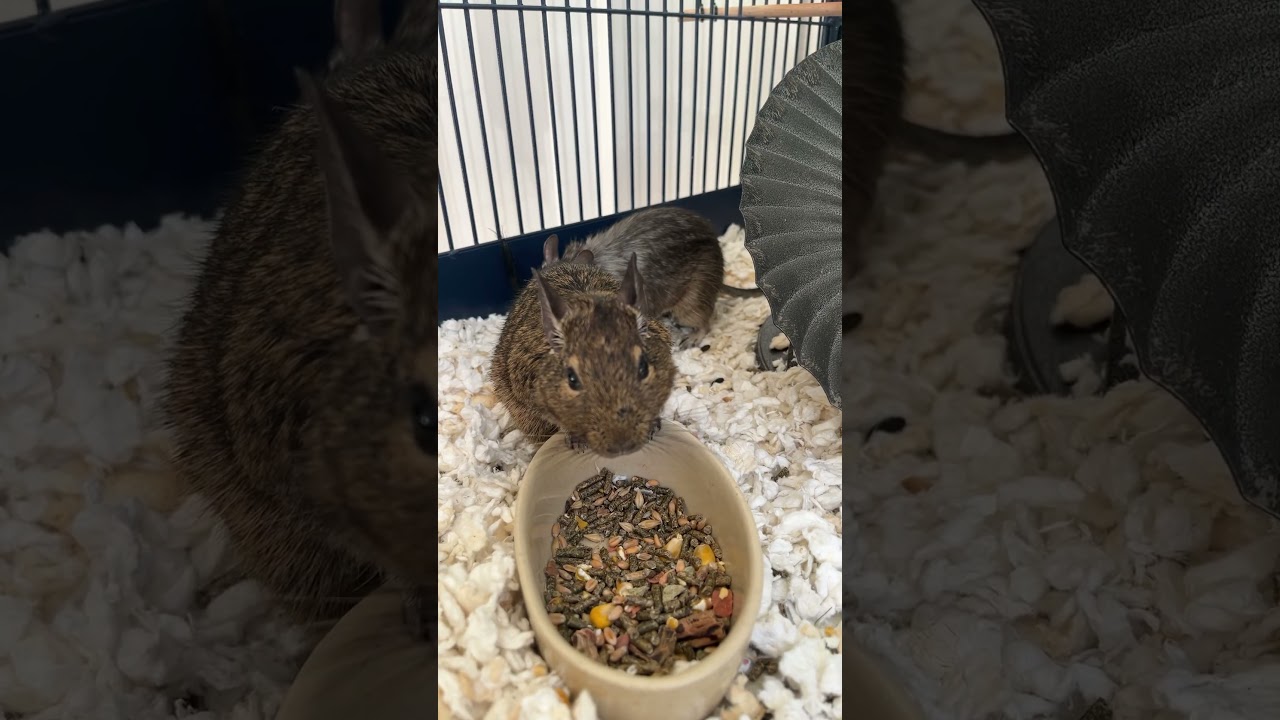 The food was there. But so was Chap 🐭🍽️⚔️ #pets #degus  #mice