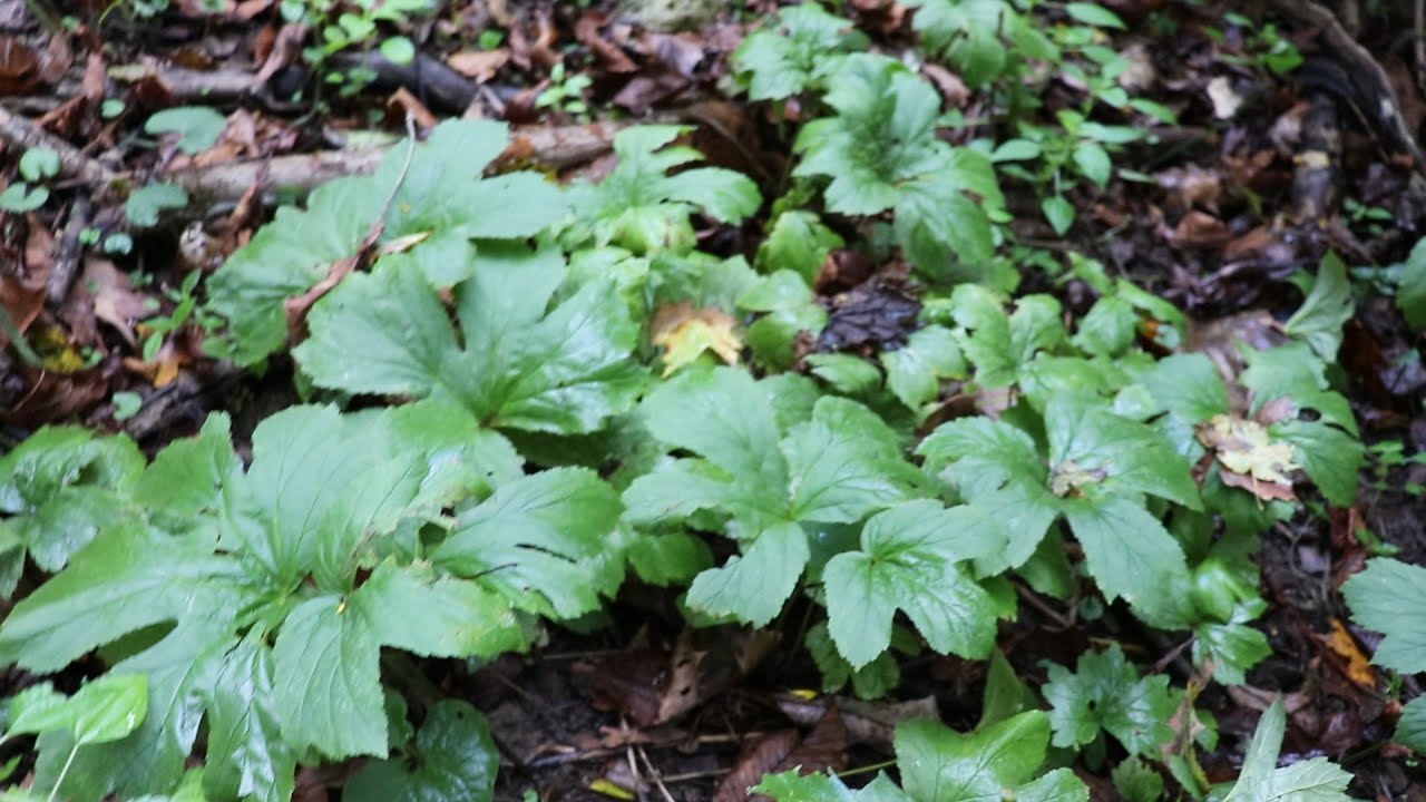 goldenseal yellow root
