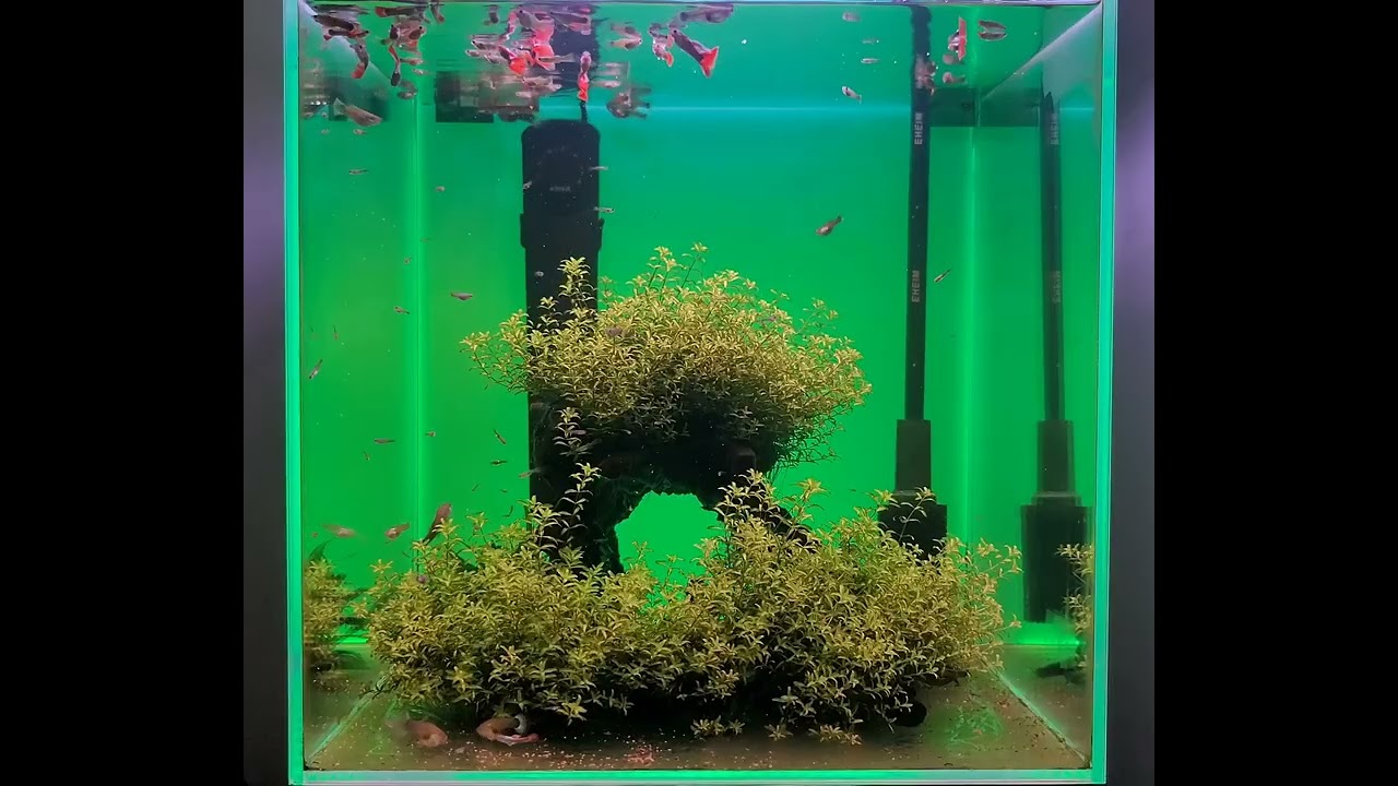 3/1 평화롭게 지내는 구피들 (HAPPY GUPPY)