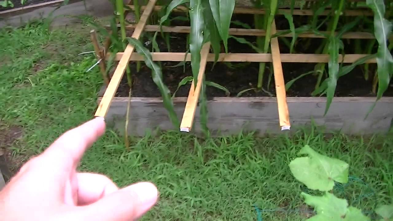 How to Grow Corn in Raised Beds - Fertilizing